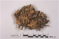 藏品(牛皮葉屬)的圖片